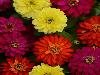 Double Zahara™ Brilliant Mixture Zinnia