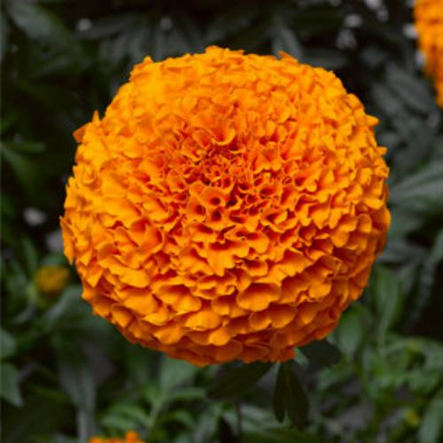 Gold African Marigold