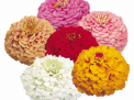 Calendula officinalis Bon Bon Mix