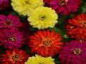 Double Zahara™ Brilliant Mixture Zinnia