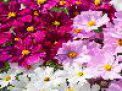 Cosmos Apollo™ Mix