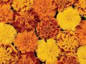 Bonanza™ Mixture French Marigold