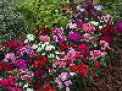 Dianthus F1 Telstar™ Series